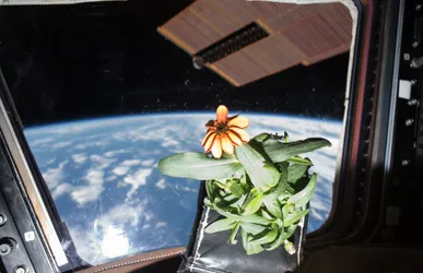 Plants in Space